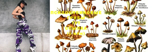 прущие крисы Бородино
